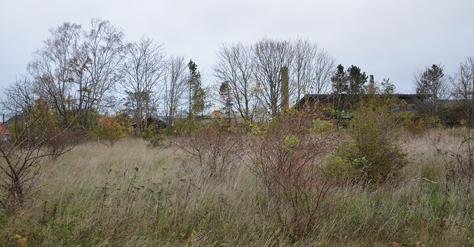 Planområde fremstår tilgroet
