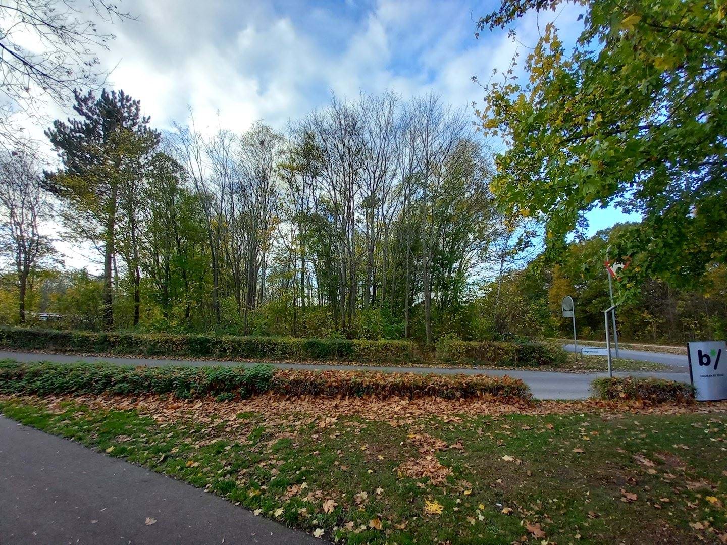 Figur 1: Foto af den eksisterende randbeplantning ved skolens vejadgang ad Bispehøjen set mod vest.