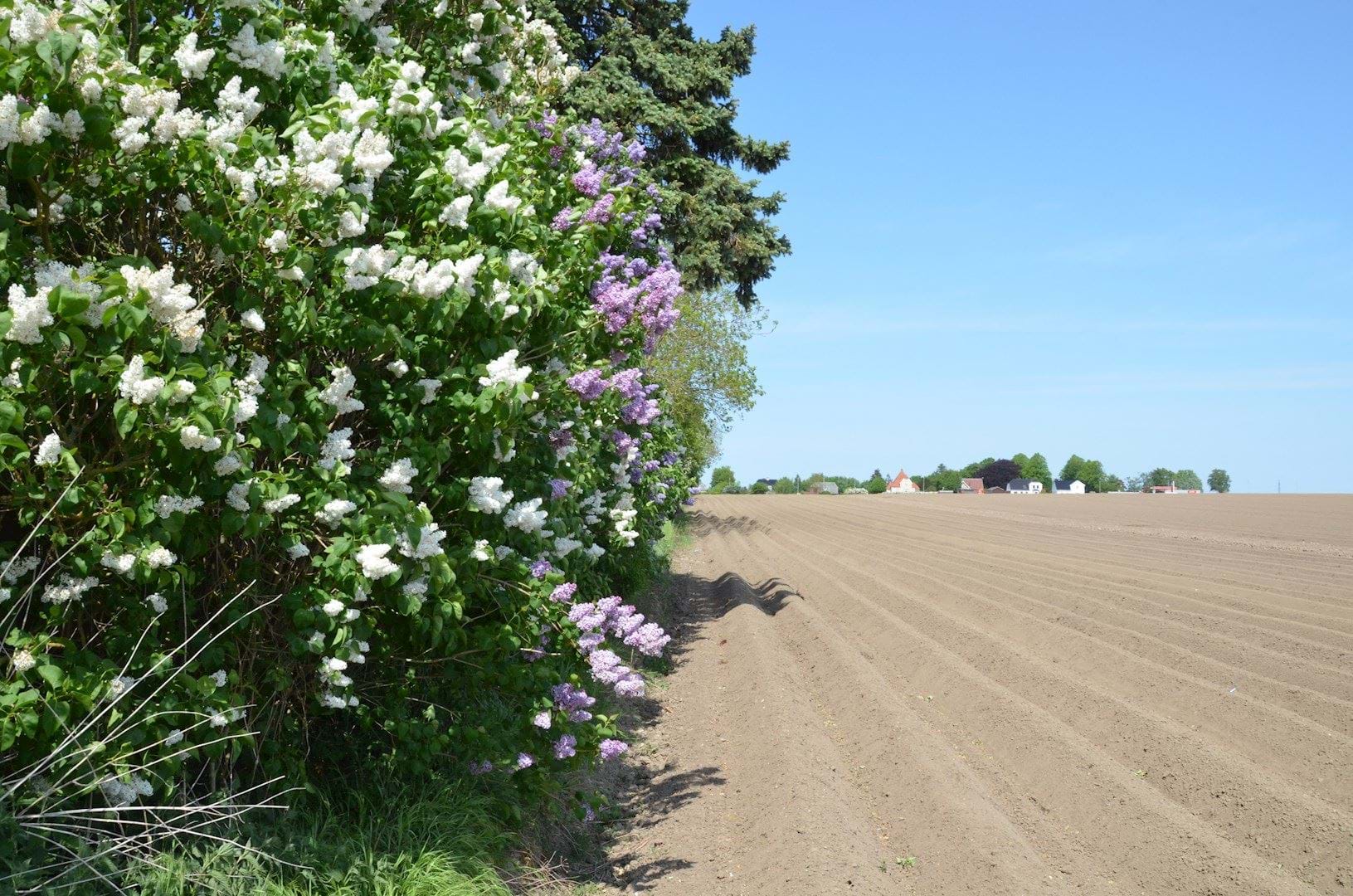 Eksisterende beplantning i vest-skel og bebyggelse langs Holbækvej i baggrunden