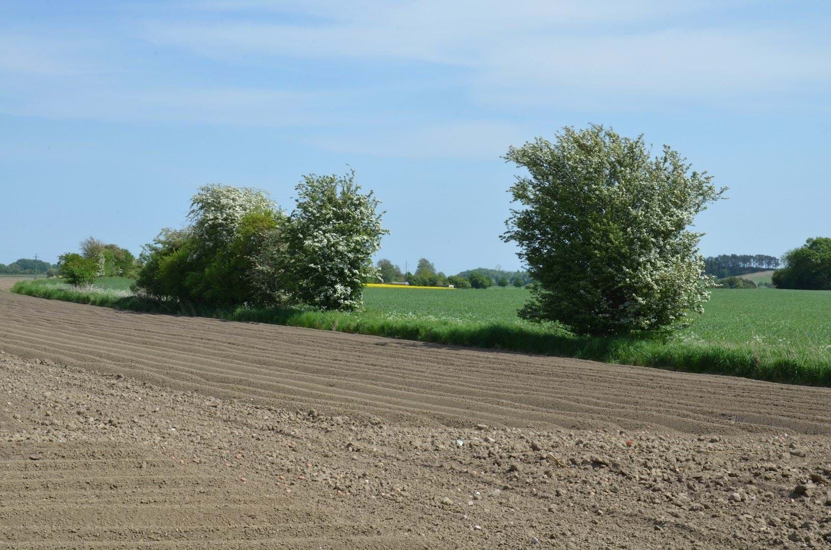 Eksisterede beplantning i syd-skel og kik til det åbne land